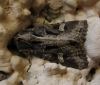 Trigonophora jodea Trigonophora jodea