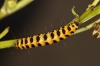 Tyria jacobaeae Tyria jacobaeae