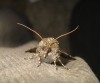 Valeria jaspidea Valeria jaspidea