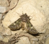Valeria jaspidea Valeria jaspidea