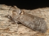 Cossus cossus Cossus cossus