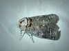 Cossus cossus Cossus cossus