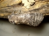 Cossus cossus Cossus cossus