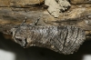 Cossus cossus Cossus cossus
