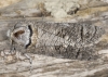 Cossus cossus Cossus cossus