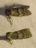 Tethea ocularis Tethea ocularis