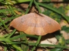 Watsonalla uncinula Watsonalla uncinula