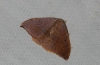 Watsonalla uncinula Watsonalla uncinula