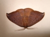 Watsonalla uncinula Watsonalla uncinula