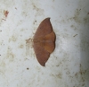 Watsonalla uncinula Watsonalla uncinula