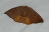 Watsonalla uncinula Watsonalla uncinula