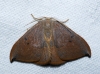 Watsonalla uncinula Watsonalla uncinula