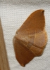 Watsonalla uncinula Watsonalla uncinula