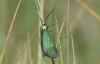 Jordanita sp. Jordanita sp.