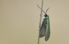 Jordanita sp. Jordanita sp.