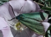 Jordanita sp. Jordanita sp.