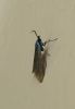 Jordanita sp. Jordanita sp.