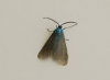 Jordanita sp. Jordanita sp.