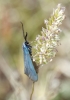 Jordanita sp. Jordanita sp.