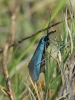 Jordanita sp. Jordanita sp.