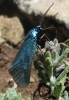 Jordanita sp. Jordanita sp.