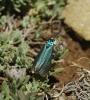 Jordanita sp. Jordanita sp.