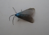 Jordanita sp. Jordanita sp.