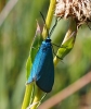 Jordanita sp. Jordanita sp.