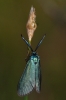 Jordanita sp. Jordanita sp.