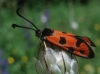 Zygaena hilaris Zygaena hilaris
