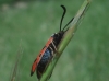 Zygaena hilaris Zygaena hilaris