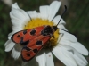 Zygaena hilaris Zygaena hilaris