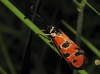 Zygaena hilaris Zygaena hilaris