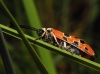 Zygaena hilaris Zygaena hilaris