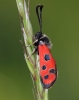 Zygaena hilaris Zygaena hilaris