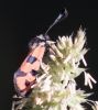 Zygaena hilaris Zygaena hilaris