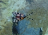 Zygaena hilaris Zygaena hilaris
