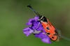 Zygaena hilaris Zygaena hilaris