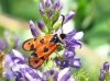 Zygaena hilaris Zygaena hilaris