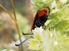 Zygaena hilaris Zygaena hilaris
