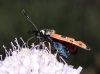 Zygaena hilaris Zygaena hilaris