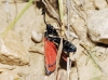 Zygaena hilaris Zygaena hilaris