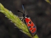 Zygaena hilaris Zygaena hilaris