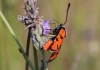 Zygaena ignifera Zygaena ignifera