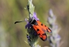 Zygaena ignifera Zygaena ignifera