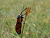 Zygaena ignifera Zygaena ignifera