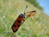 Zygaena ignifera Zygaena ignifera