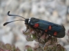 Zygaena lavandulae Zygaena lavandulae