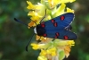Zygaena lavandulae Zygaena lavandulae