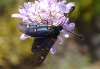 Zygaena lavandulae Zygaena lavandulae